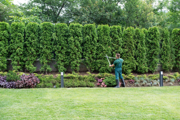 Professional Tree Service in St Joseph, MI